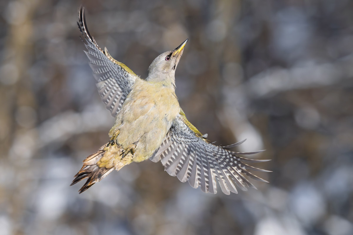 Жители Владимирской области запечатлели в небе под Суздалем сотни арктических воробьев и стаю белых лебедей. Есть в весенней коллекции местных фотографов также прекрасные скворцы и очаровательные свиристели. В Международный день птиц «Ключ-Медиа» делится подборкой самых эффектных кадров пернатых.