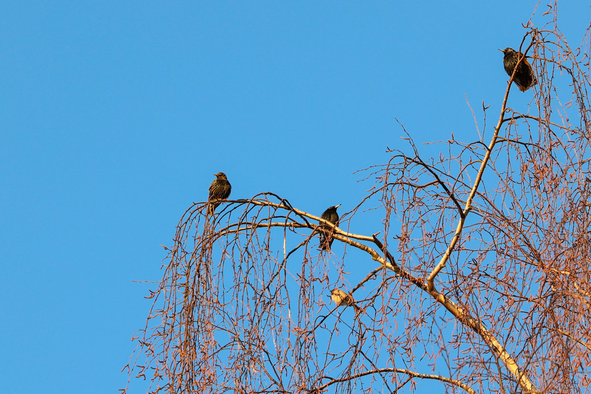 Жители Владимирской области запечатлели в небе под Суздалем сотни арктических воробьев и стаю белых лебедей. Есть в весенней коллекции местных фотографов также прекрасные скворцы и очаровательные свиристели. В Международный день птиц «Ключ-Медиа» делится подборкой самых эффектных кадров пернатых.