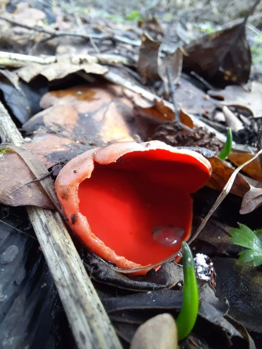 Хотя в лесах Владимирской области еще можно встретить снег, а кое-где и сугробы, отважные грибники уже успели открыть сезон. Среди первого урожая — яркие и эффектные дары природы. Так, например, любители тихой охоты делятся кадрами саркосцифы алой, которую еще называют чашей для эльфов.