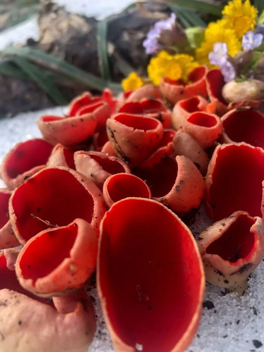 Хотя в лесах Владимирской области еще можно встретить снег, а кое-где и сугробы, отважные грибники уже успели открыть сезон. Среди первого урожая — яркие и эффектные дары природы. Так, например, любители тихой охоты делятся кадрами саркосцифы алой, которую еще называют чашей для эльфов.