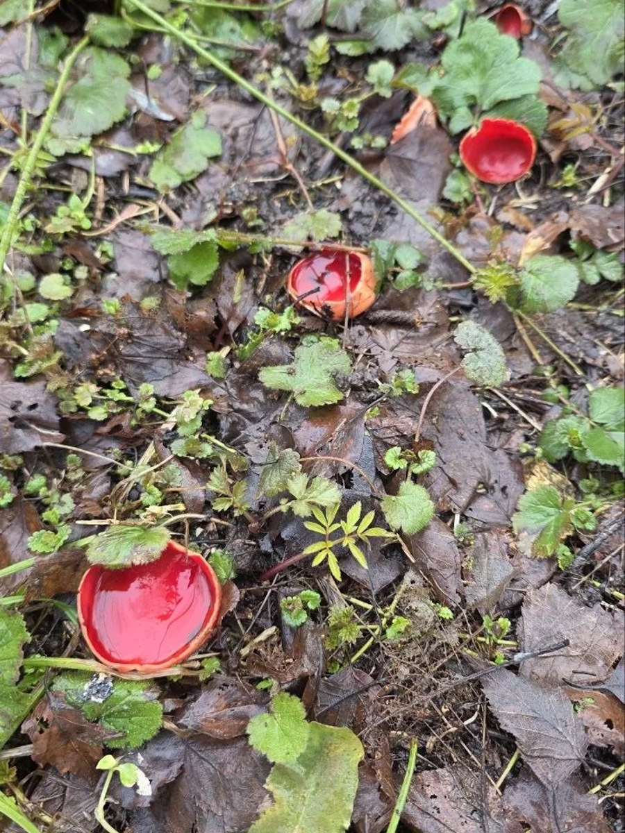 Хотя в лесах Владимирской области еще можно встретить снег, а кое-где и сугробы, отважные грибники уже успели открыть сезон. Среди первого урожая — яркие и эффектные дары природы. Так, например, любители тихой охоты делятся кадрами саркосцифы алой, которую еще называют чашей для эльфов.
