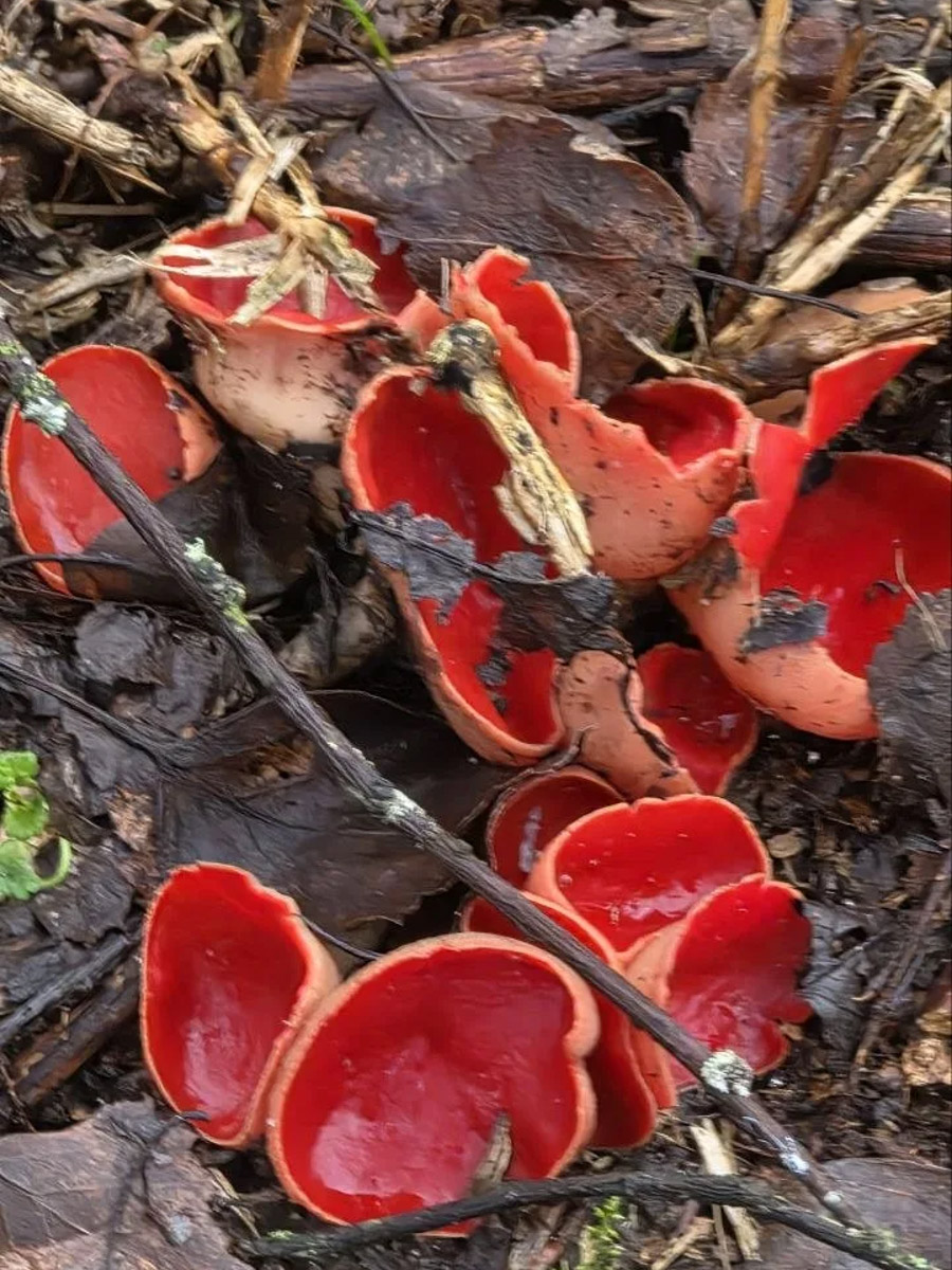 Хотя в лесах Владимирской области еще можно встретить снег, а кое-где и сугробы, отважные грибники уже успели открыть сезон. Среди первого урожая — яркие и эффектные дары природы. Так, например, любители тихой охоты делятся кадрами саркосцифы алой, которую еще называют чашей для эльфов.