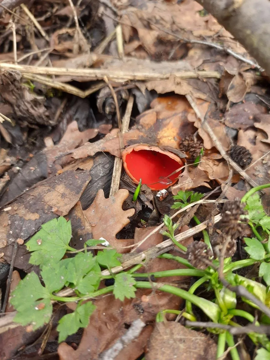 Хотя в лесах Владимирской области еще можно встретить снег, а кое-где и сугробы, отважные грибники уже успели открыть сезон. Среди первого урожая — яркие и эффектные дары природы. Так, например, любители тихой охоты делятся кадрами саркосцифы алой, которую еще называют чашей для эльфов.
