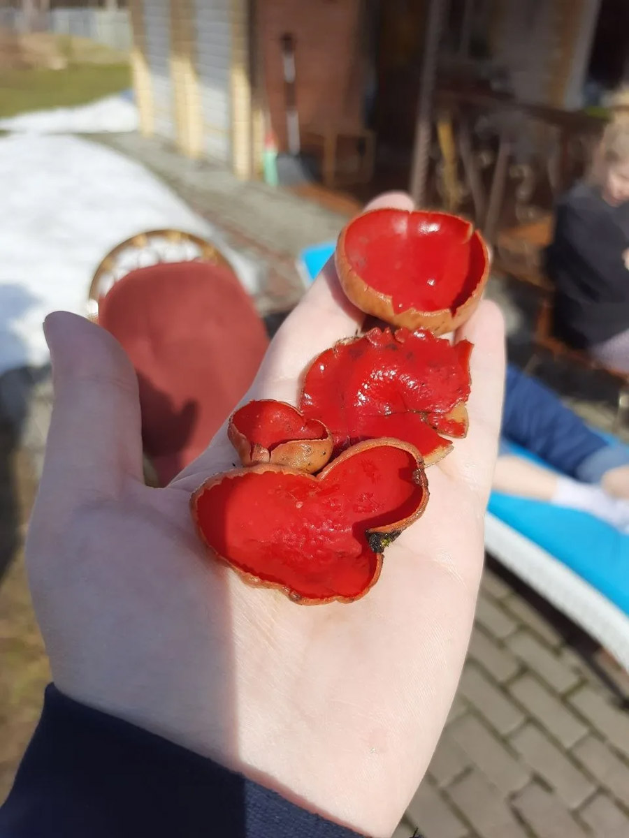 Хотя в лесах Владимирской области еще можно встретить снег, а кое-где и сугробы, отважные грибники уже успели открыть сезон. Среди первого урожая — яркие и эффектные дары природы. Так, например, любители тихой охоты делятся кадрами саркосцифы алой, которую еще называют чашей для эльфов.