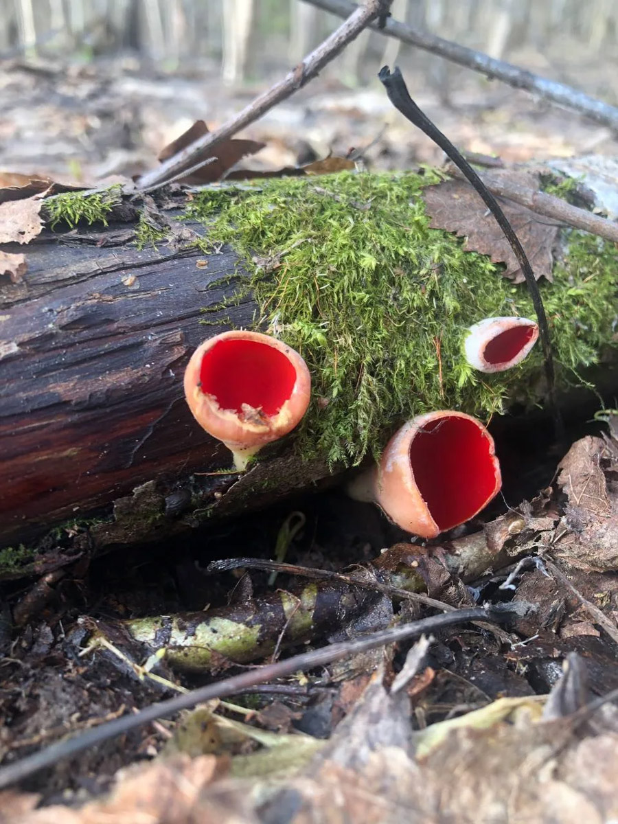 Хотя в лесах Владимирской области еще можно встретить снег, а кое-где и сугробы, отважные грибники уже успели открыть сезон. Среди первого урожая — яркие и эффектные дары природы. Так, например, любители тихой охоты делятся кадрами саркосцифы алой, которую еще называют чашей для эльфов.