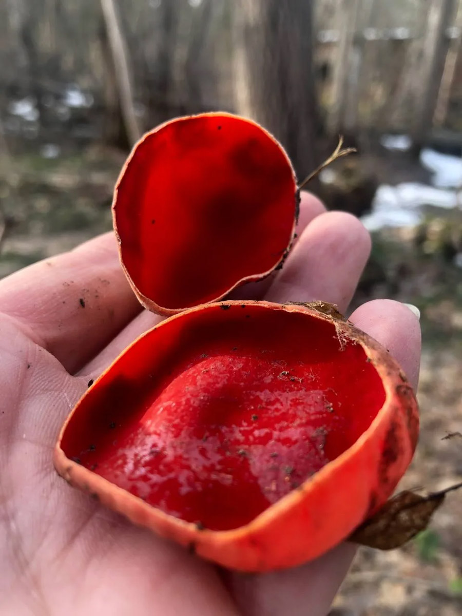 Хотя в лесах Владимирской области еще можно встретить снег, а кое-где и сугробы, отважные грибники уже успели открыть сезон. Среди первого урожая — яркие и эффектные дары природы. Так, например, любители тихой охоты делятся кадрами саркосцифы алой, которую еще называют чашей для эльфов.