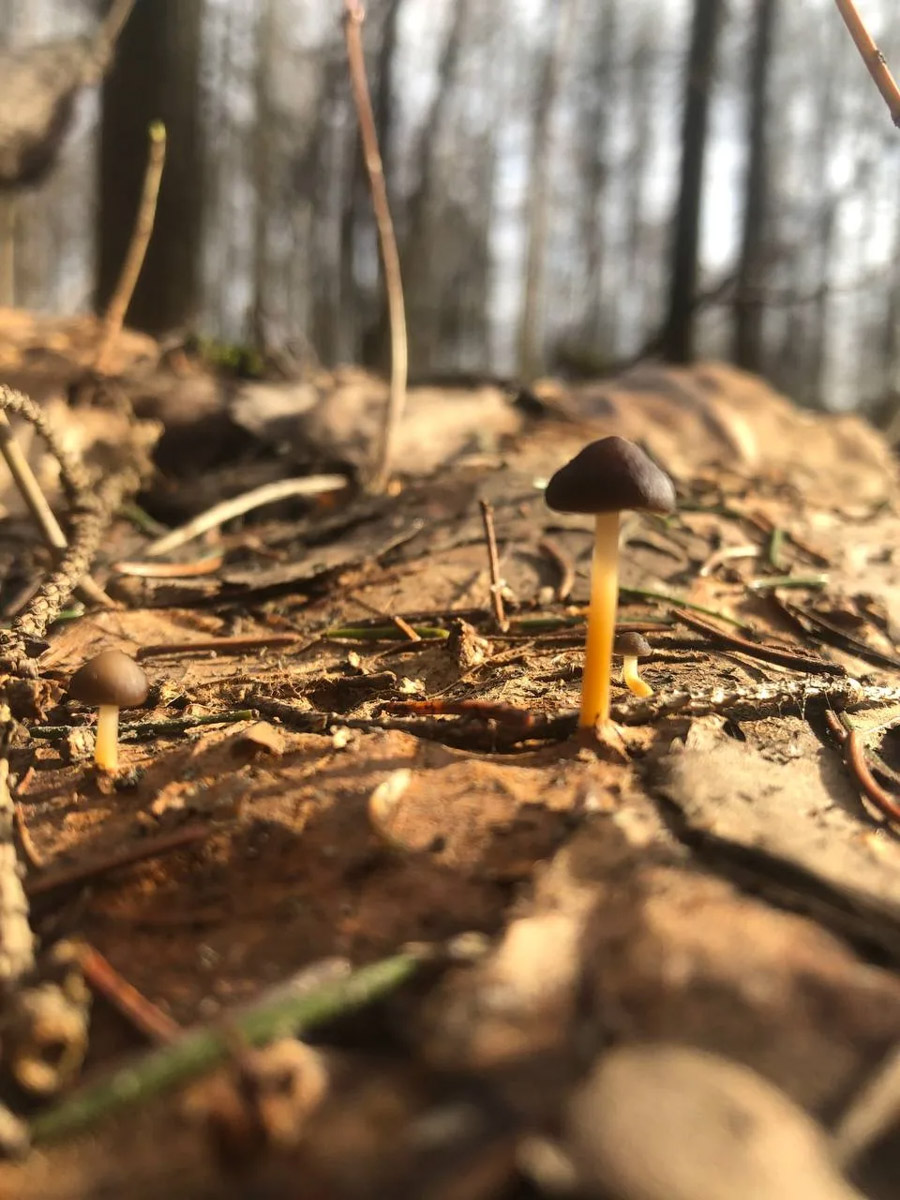 Хотя в лесах Владимирской области еще можно встретить снег, а кое-где и сугробы, отважные грибники уже успели открыть сезон. Среди первого урожая — яркие и эффектные дары природы. Так, например, любители тихой охоты делятся кадрами саркосцифы алой, которую еще называют чашей для эльфов.