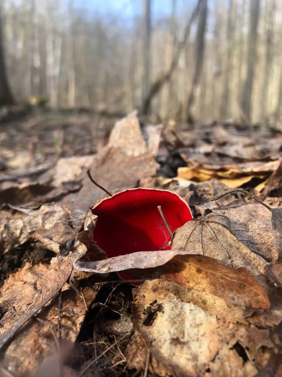 Хотя в лесах Владимирской области еще можно встретить снег, а кое-где и сугробы, отважные грибники уже успели открыть сезон. Среди первого урожая — яркие и эффектные дары природы. Так, например, любители тихой охоты делятся кадрами саркосцифы алой, которую еще называют чашей для эльфов.