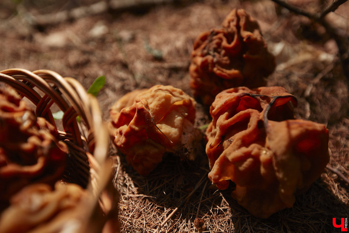 Хотя в лесах Владимирской области еще можно встретить снег, а кое-где и сугробы, отважные грибники уже успели открыть сезон. Среди первого урожая — яркие и эффектные дары природы. Так, например, любители тихой охоты делятся кадрами саркосцифы алой, которую еще называют чашей для эльфов.