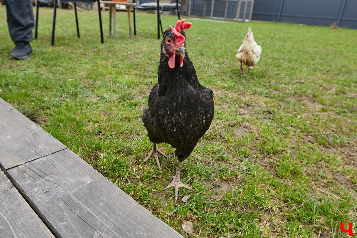 Самбист Антон Коновалов никогда не мечтал о жилье в новеньком ЖК. Поэтому, когда он купил участок с домом в деревне Юрино, никто из знакомых не удивился. В Сети чемпион России, Европы и мира рассказывает, как кормит кур и кроликов, пьет чай, наслаждаясь щебетом птиц, рубит дрова. Благодать, одним словом. И «Ключ-Медиа» перед ней не устоял — собрался и приехал к атлету в гости.