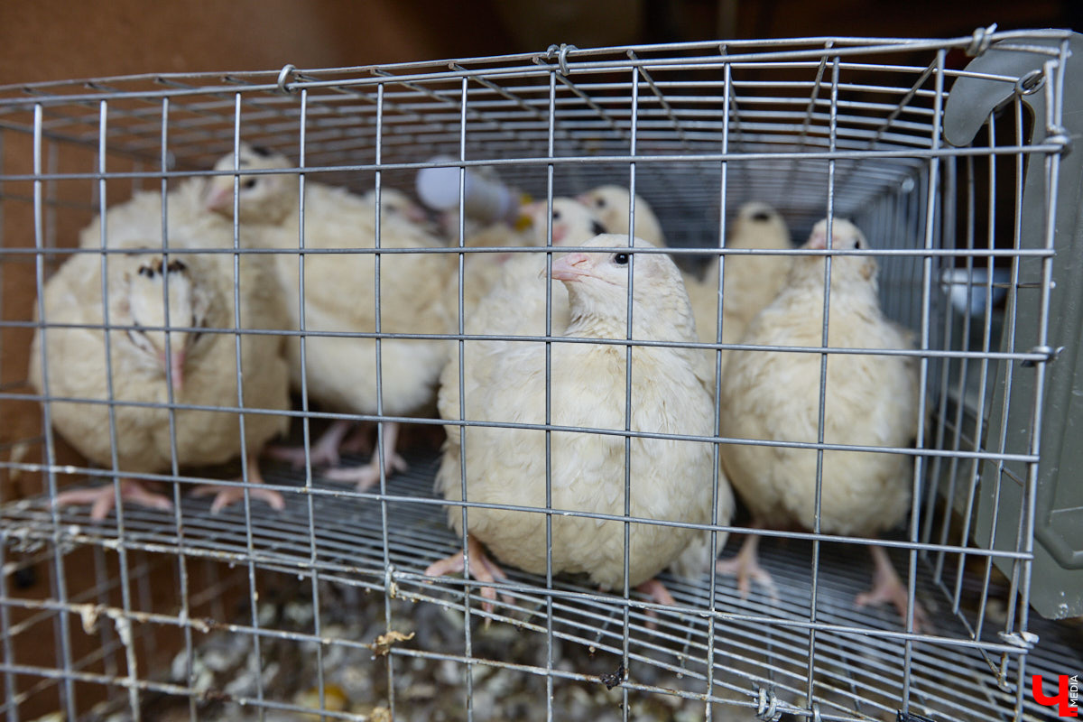 Самбист Антон Коновалов никогда не мечтал о жилье в новеньком ЖК. Поэтому, когда он купил участок с домом в деревне Юрино, никто из знакомых не удивился. В Сети чемпион России, Европы и мира рассказывает, как кормит кур и кроликов, пьет чай, наслаждаясь щебетом птиц, рубит дрова. Благодать, одним словом. И «Ключ-Медиа» перед ней не устоял — собрался и приехал к атлету в гости.