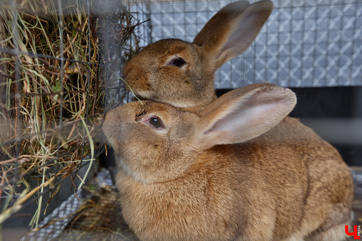 Самбист Антон Коновалов никогда не мечтал о жилье в новеньком ЖК. Поэтому, когда он купил участок с домом в деревне Юрино, никто из знакомых не удивился. В Сети чемпион России, Европы и мира рассказывает, как кормит кур и кроликов, пьет чай, наслаждаясь щебетом птиц, рубит дрова. Благодать, одним словом. И «Ключ-Медиа» перед ней не устоял — собрался и приехал к атлету в гости.