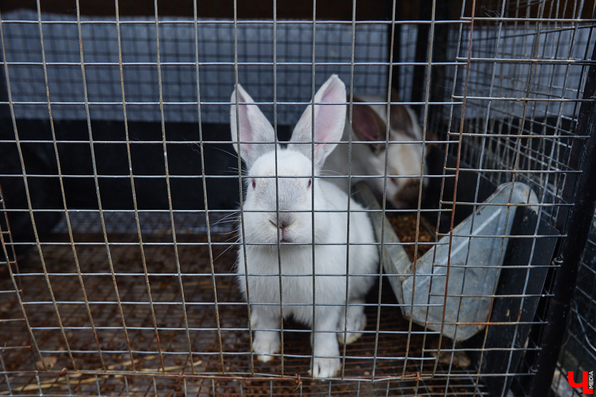 Самбист Антон Коновалов никогда не мечтал о жилье в новеньком ЖК. Поэтому, когда он купил участок с домом в деревне Юрино, никто из знакомых не удивился. В Сети чемпион России, Европы и мира рассказывает, как кормит кур и кроликов, пьет чай, наслаждаясь щебетом птиц, рубит дрова. Благодать, одним словом. И «Ключ-Медиа» перед ней не устоял — собрался и приехал к атлету в гости.