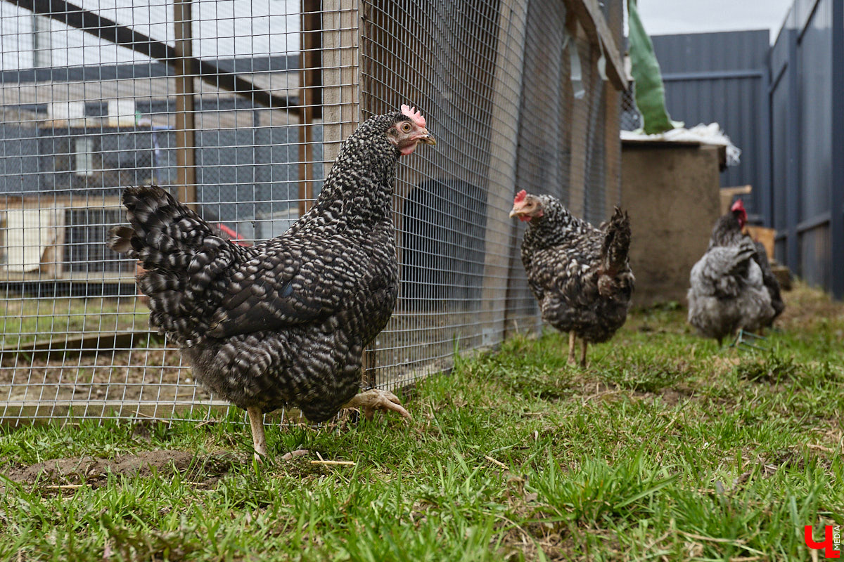 Самбист Антон Коновалов никогда не мечтал о жилье в новеньком ЖК. Поэтому, когда он купил участок с домом в деревне Юрино, никто из знакомых не удивился. В Сети чемпион России, Европы и мира рассказывает, как кормит кур и кроликов, пьет чай, наслаждаясь щебетом птиц, рубит дрова. Благодать, одним словом. И «Ключ-Медиа» перед ней не устоял — собрался и приехал к атлету в гости.