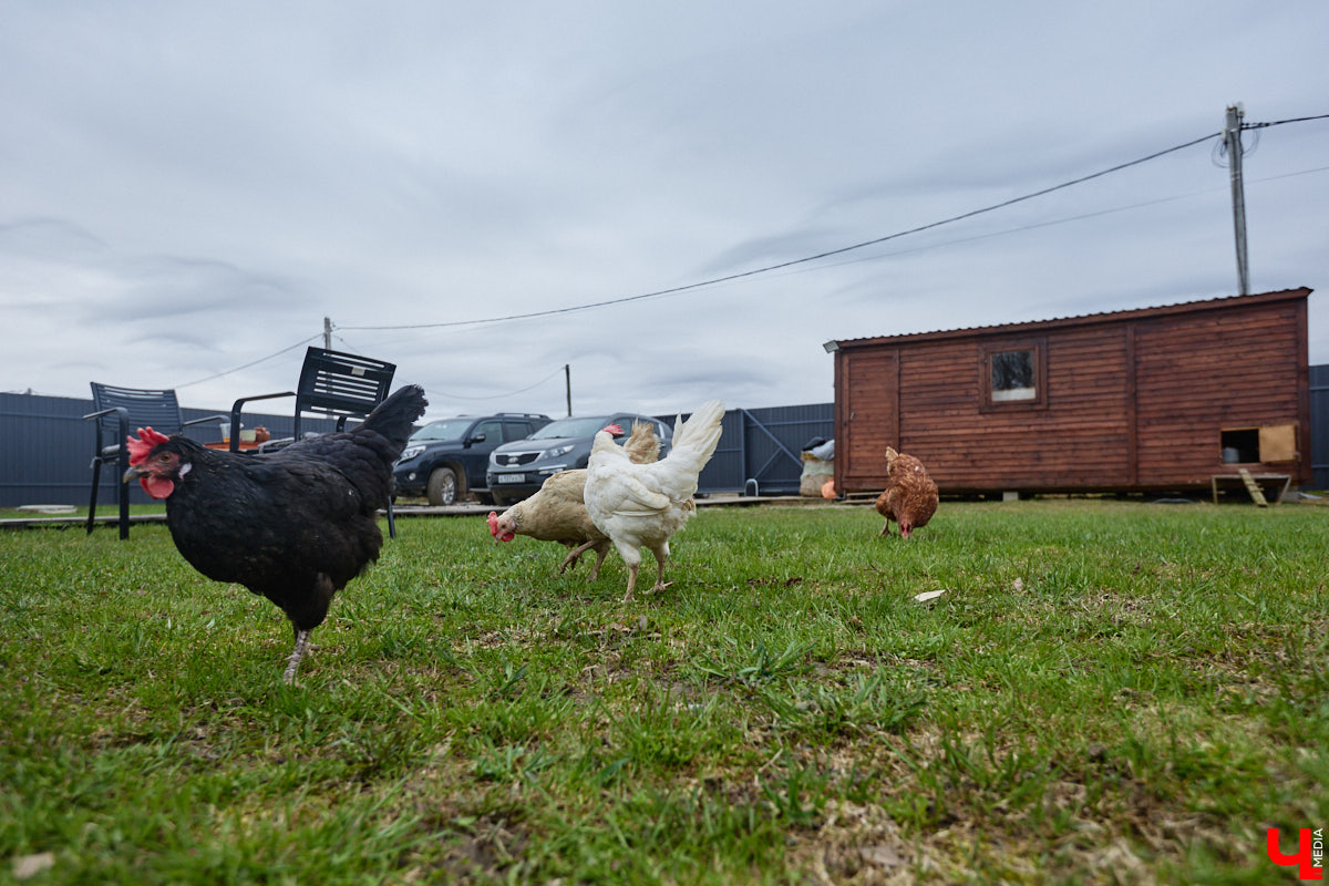 Самбист Антон Коновалов никогда не мечтал о жилье в новеньком ЖК. Поэтому, когда он купил участок с домом в деревне Юрино, никто из знакомых не удивился. В Сети чемпион России, Европы и мира рассказывает, как кормит кур и кроликов, пьет чай, наслаждаясь щебетом птиц, рубит дрова. Благодать, одним словом. И «Ключ-Медиа» перед ней не устоял — собрался и приехал к атлету в гости.