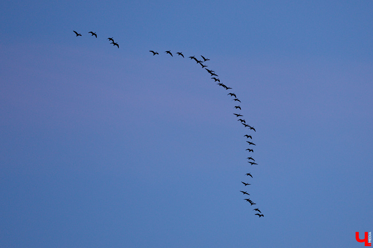 В прошлом году «маленькую Венецию» в Боголюбове нам застать не удалось из-за слишком теплой зимы. Зато в 2026-м луг у белокаменного шедевра знатно затопило вышедшими из берегов реками. В апреле, невзирая на погоду, пространство вокруг памятника заполнили ценители прекрасного: кто пешком, кто по воде.