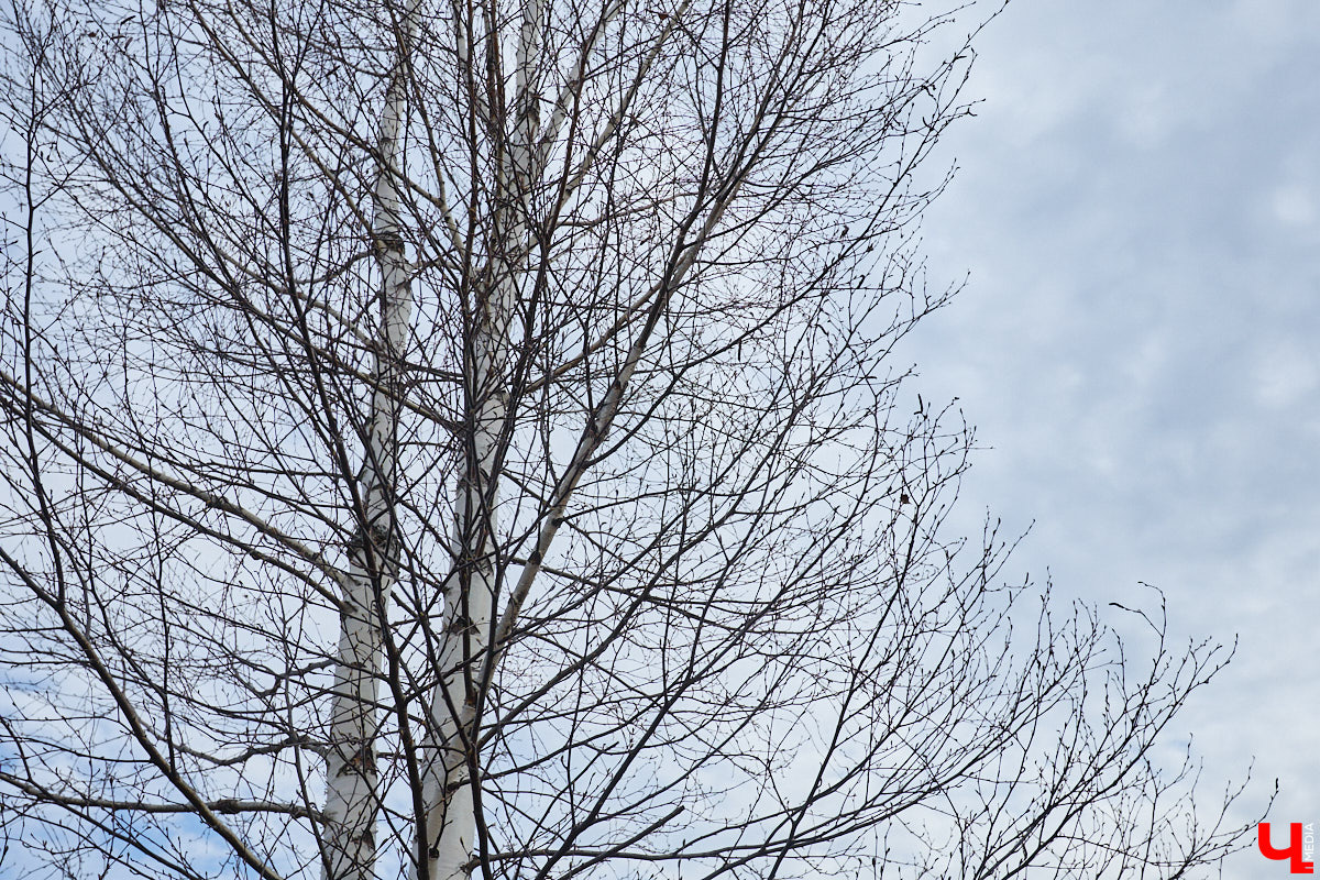 Во Владимирской области наступило идеальное время для сбора березового сока. Делать это лучше всего за городом, выбрать в лесу взрослое дерево и аккуратно сцедить пару литров живительной влаги. Как правильно собирать нектар, чтобы береза не пострадала, «Ключ-Медиа» рассказал биолог Владимир Горькавый.
