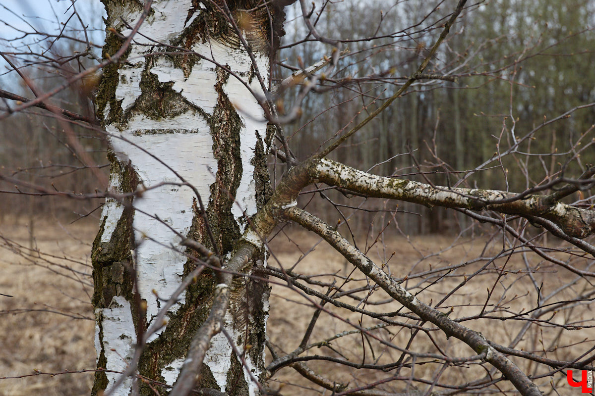 Во Владимирской области наступило идеальное время для сбора березового сока. Делать это лучше всего за городом, выбрать в лесу взрослое дерево и аккуратно сцедить пару литров живительной влаги. Как правильно собирать нектар, чтобы береза не пострадала, «Ключ-Медиа» рассказал биолог Владимир Горькавый.