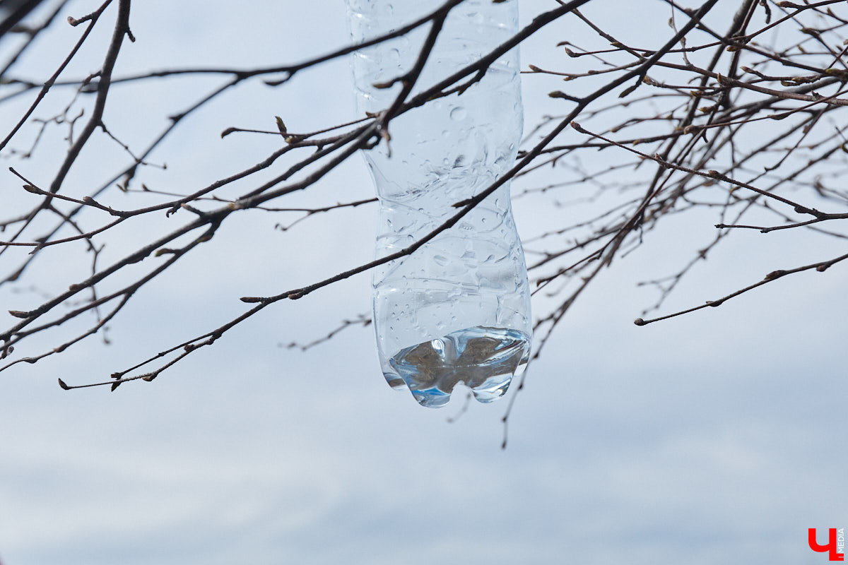 Во Владимирской области наступило идеальное время для сбора березового сока. Делать это лучше всего за городом, выбрать в лесу взрослое дерево и аккуратно сцедить пару литров живительной влаги. Как правильно собирать нектар, чтобы береза не пострадала, «Ключ-Медиа» рассказал биолог Владимир Горькавый.