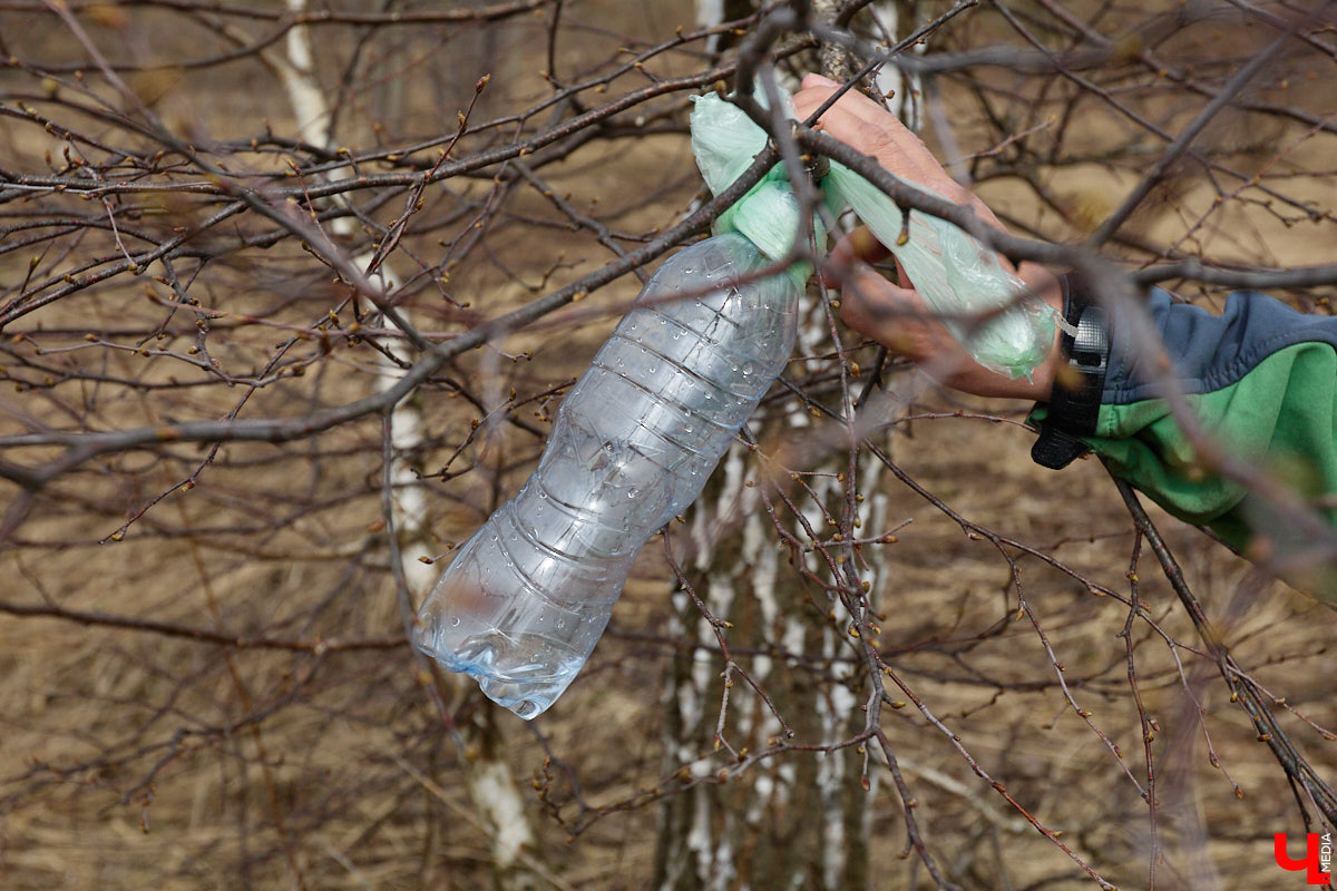 Во Владимирской области наступило идеальное время для сбора березового сока. Делать это лучше всего за городом, выбрать в лесу взрослое дерево и аккуратно сцедить пару литров живительной влаги. Как правильно собирать нектар, чтобы береза не пострадала, «Ключ-Медиа» рассказал биолог Владимир Горькавый.