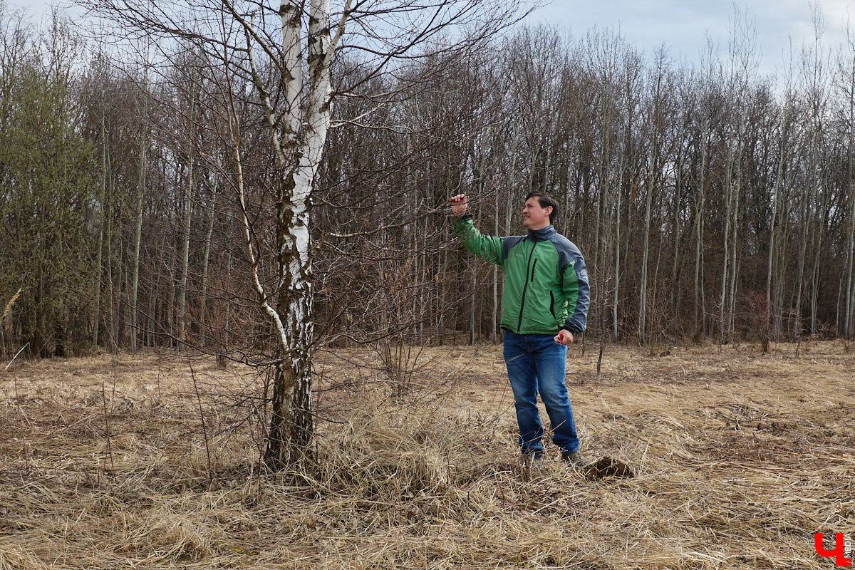 Во Владимирской области наступило идеальное время для сбора березового сока. Делать это лучше всего за городом, выбрать в лесу взрослое дерево и аккуратно сцедить пару литров живительной влаги. Как правильно собирать нектар, чтобы береза не пострадала, «Ключ-Медиа» рассказал биолог Владимир Горькавый.
