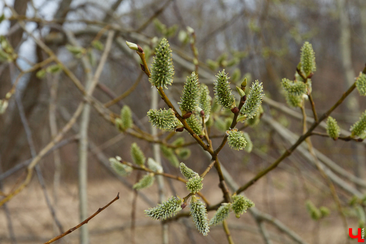 Во Владимирской области наступило идеальное время для сбора березового сока. Делать это лучше всего за городом, выбрать в лесу взрослое дерево и аккуратно сцедить пару литров живительной влаги. Как правильно собирать нектар, чтобы береза не пострадала, «Ключ-Медиа» рассказал биолог Владимир Горькавый.