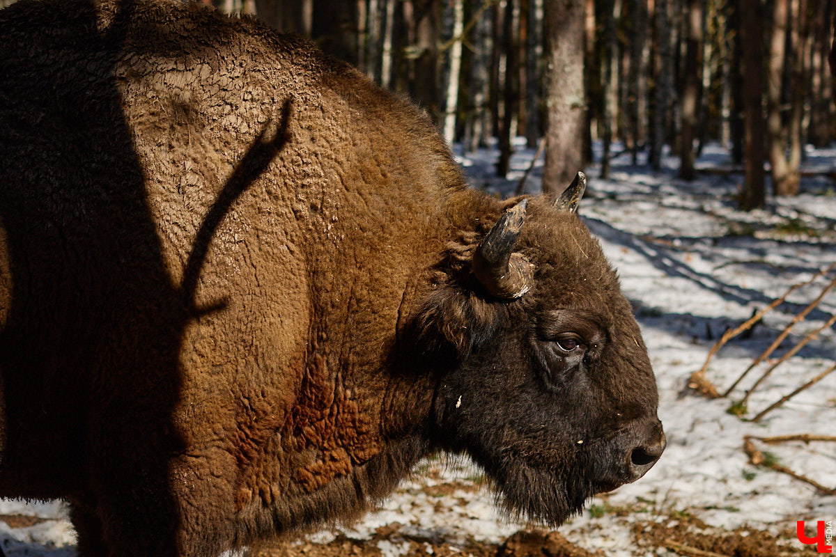 Майские праздники стартуют уже в эту пятницу, и провести их в квартире — вариант так себе. Лучше запланировать небольшое путешествие по 33-му региону. Далеко не уезжаем, каникулы будут не долгими: всего два блока по три дня. Зато времени прокатиться по городам Владимирской области хватит. «Ключ-Медиа» расскажет, куда точно стоит поехать.
