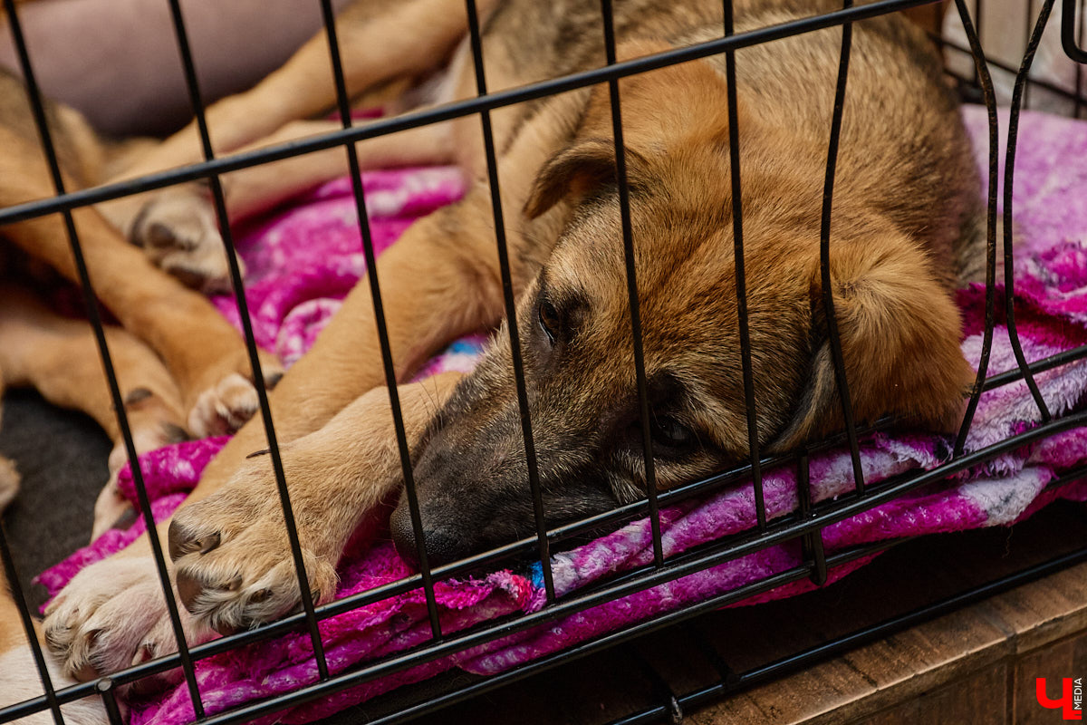 В минувшую субботу по адресу: Чайковского, 44б можно было услышать лай и писк четырехлапых малышей. Собрали крох на площадке доброцентра — в новой точке притяжения неравнодушных к судьбам животных людей. Директор зоодома Юлия Буйницкая рассчитывает, что место привлечет дополнительную помощь мокроносам и обеспечит каждого обратившегося верным другом без лишних хлопот.