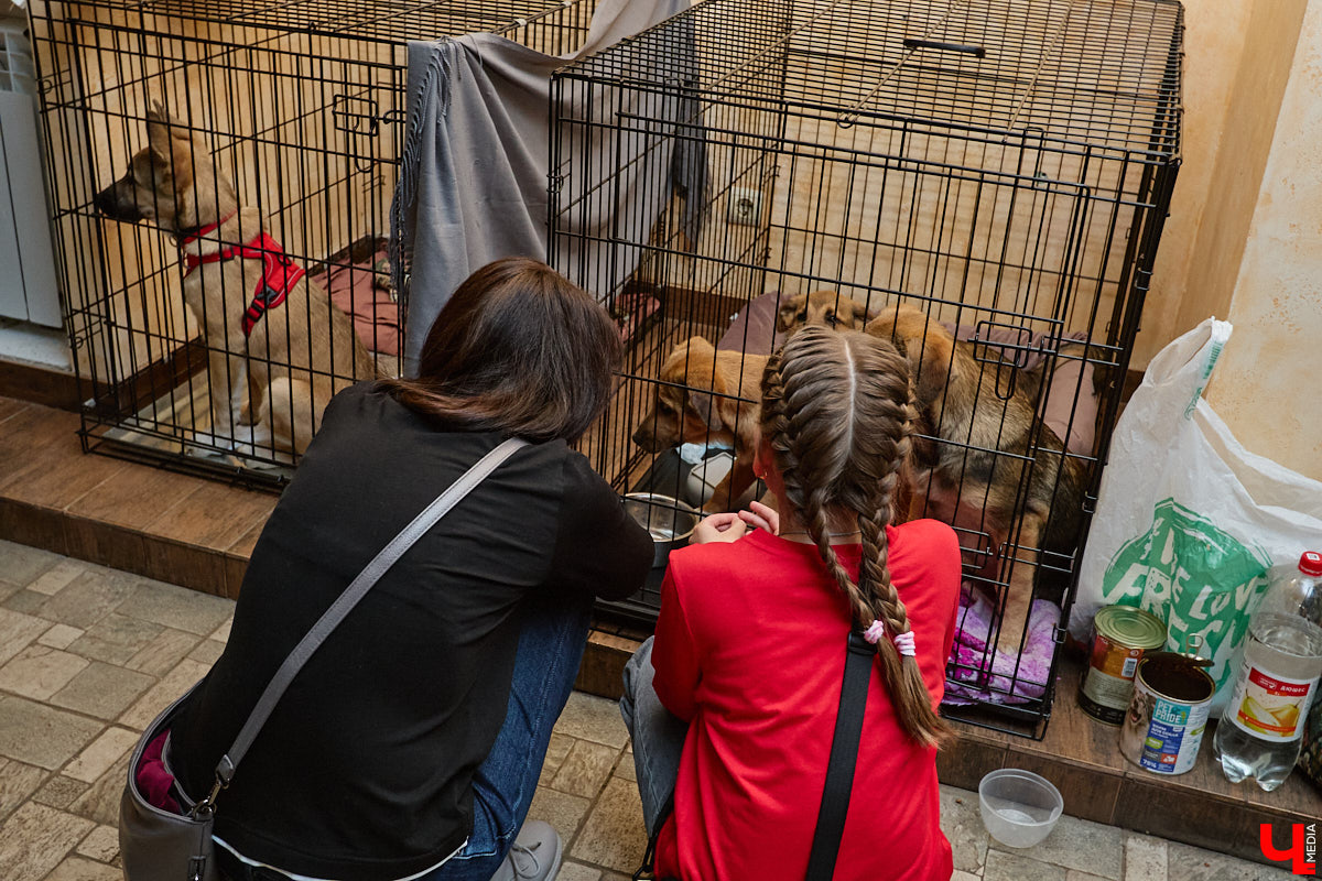 В минувшую субботу по адресу: Чайковского, 44б можно было услышать лай и писк четырехлапых малышей. Собрали крох на площадке доброцентра — в новой точке притяжения неравнодушных к судьбам животных людей. Директор зоодома Юлия Буйницкая рассчитывает, что место привлечет дополнительную помощь мокроносам и обеспечит каждого обратившегося верным другом без лишних хлопот.