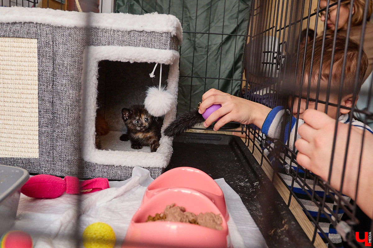 В минувшую субботу по адресу: Чайковского, 44б можно было услышать лай и писк четырехлапых малышей. Собрали крох на площадке доброцентра — в новой точке притяжения неравнодушных к судьбам животных людей. Директор зоодома Юлия Буйницкая рассчитывает, что место привлечет дополнительную помощь мокроносам и обеспечит каждого обратившегося верным другом без лишних хлопот.