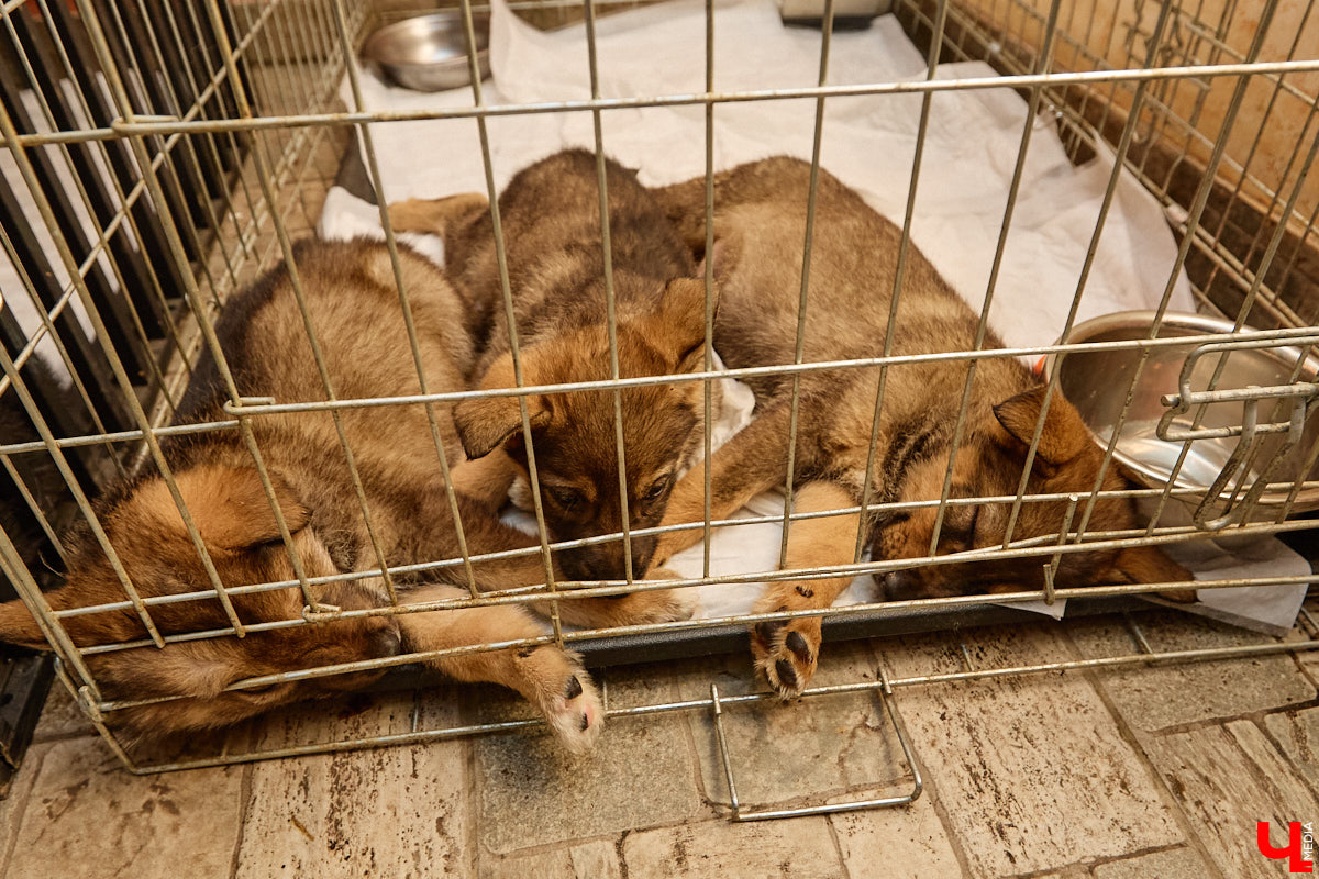 В минувшую субботу по адресу: Чайковского, 44б можно было услышать лай и писк четырехлапых малышей. Собрали крох на площадке доброцентра — в новой точке притяжения неравнодушных к судьбам животных людей. Директор зоодома Юлия Буйницкая рассчитывает, что место привлечет дополнительную помощь мокроносам и обеспечит каждого обратившегося верным другом без лишних хлопот.