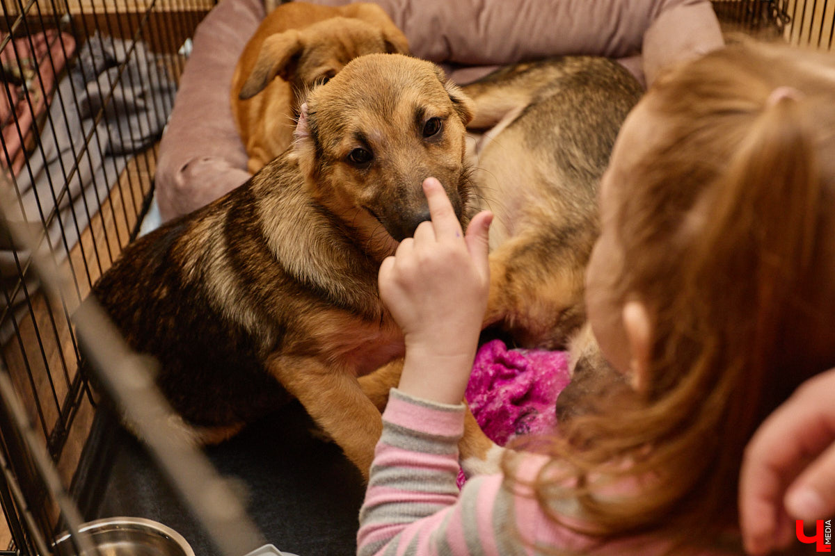 В минувшую субботу по адресу: Чайковского, 44б можно было услышать лай и писк четырехлапых малышей. Собрали крох на площадке доброцентра — в новой точке притяжения неравнодушных к судьбам животных людей. Директор зоодома Юлия Буйницкая рассчитывает, что место привлечет дополнительную помощь мокроносам и обеспечит каждого обратившегося верным другом без лишних хлопот.