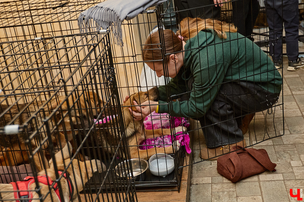 В минувшую субботу по адресу: Чайковского, 44б можно было услышать лай и писк четырехлапых малышей. Собрали крох на площадке доброцентра — в новой точке притяжения неравнодушных к судьбам животных людей. Директор зоодома Юлия Буйницкая рассчитывает, что место привлечет дополнительную помощь мокроносам и обеспечит каждого обратившегося верным другом без лишних хлопот.