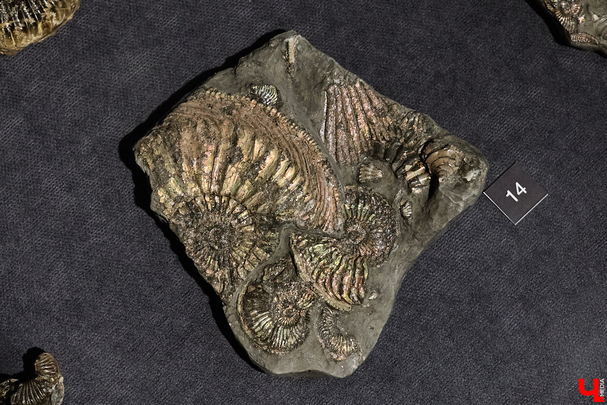 Компания «Автодор» представила собственную фантазию на тему: как выглядела бы скоростная дорога М-12 «Восток» десятки миллионов лет назад. Под мостом в Муроме проплывает ихтиозавр, а по экодуку не спеша гуляют терапсиды. «Ключ-Медиа» решил узнать у эксперта, что представлял собой наш край в эру, когда здесь были совсем другие природные условия.