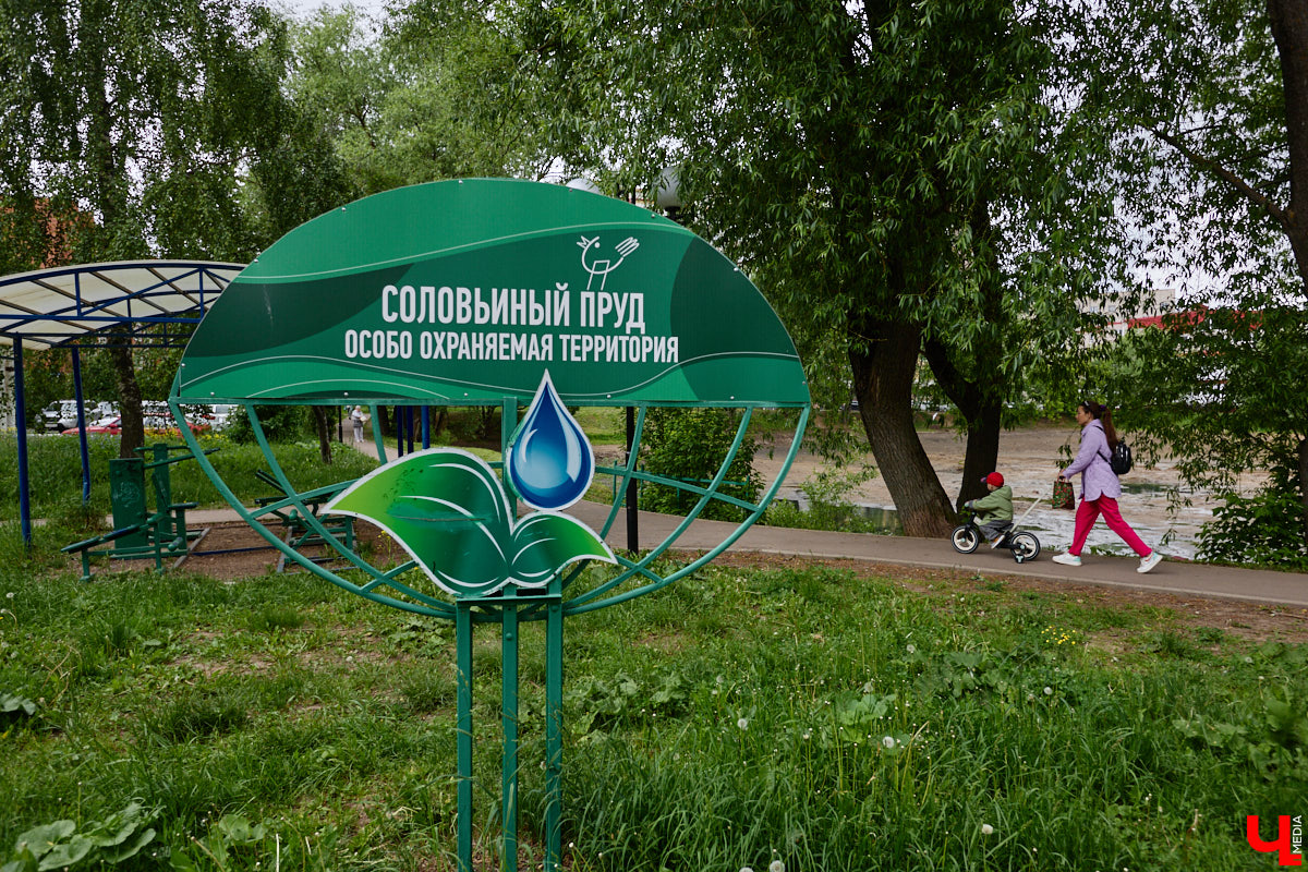 Владимирцы проголосовали за благоустройство трех локаций. Одной из них стал Соловьиный пруд у ВлГУ. Для того чтобы провести необходимые работы, акваторию осушили. На данный момент от прежнего живописного вида остались лишь лужицы на дне.
