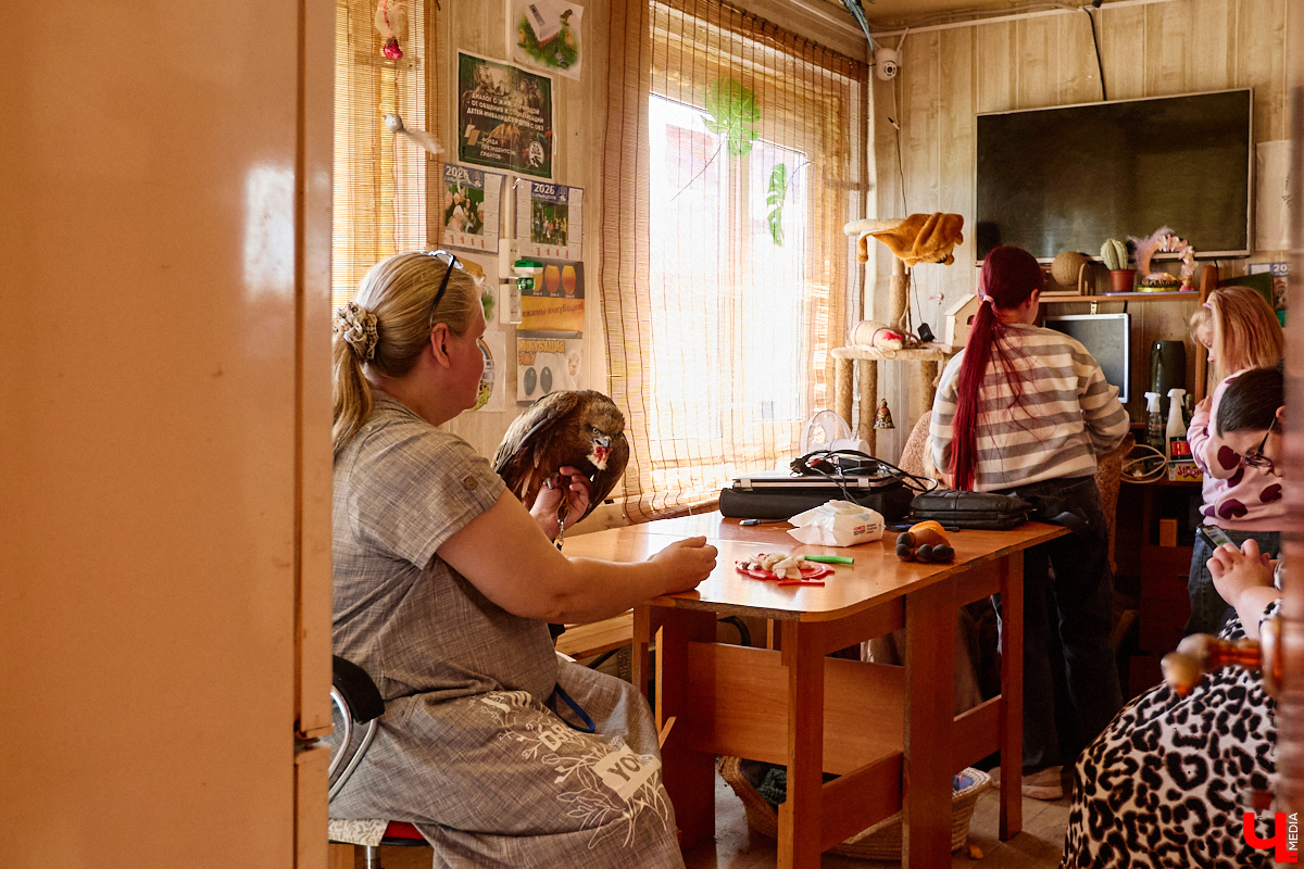 А вы уже успели побывать в суздальском орнитарии? Если нет, стоит туда заглянуть. Реабилитационный центр для лечения и спасения краснокнижных птиц — уникальное место, где можно увидеть пернатых из дикой природы, которым человек пришел на помощь в трудный момент.